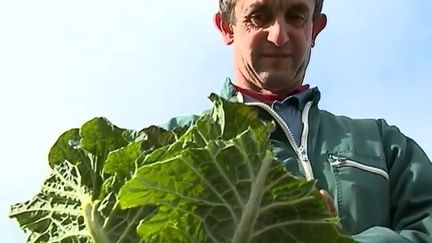 Le chou de Pontoise, un légume en or