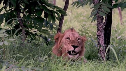 Sénégal : une terre de sauvegarde pour les lions (France 2)