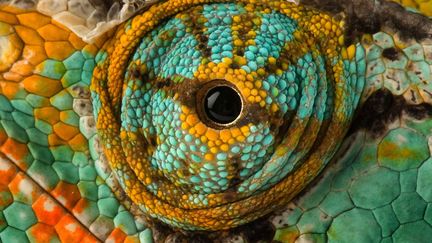 Un cam&eacute;l&eacute;on casqu&eacute;. (JOEL SARTORE / NATIONAL GEOGRAPHIC / CATERS NEWS AGENCY / SIPA)