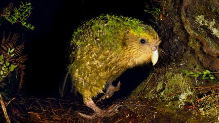 Un perroquet kakapo sur l'île de la Morue en Nouvelle-Zélande, en 2011.&nbsp; (FRANS LANTING / FRANS LANTING STOCK)