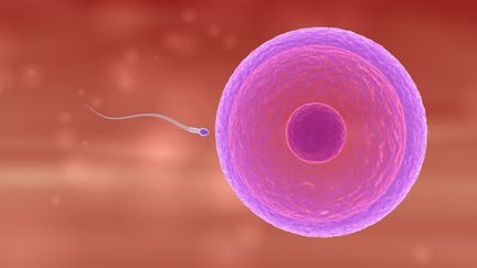 Un ovule (&agrave; dr.) sur le point d'&ecirc;tre f&eacute;cond&eacute; par un spermatozo&iuml;de. (INGRAM PUBLISHING / GETTY IMAGES)