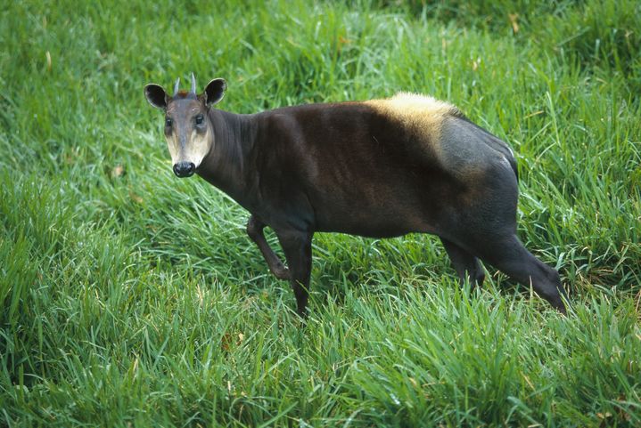 Une antilope à dos jaune, originaire d'Afrique de l'Ouest. (ZSSD / MINDEN PICTURES / AFP)