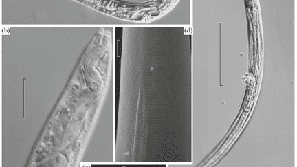 Les nématodes prélevés dans le permafrost sibérien. A gauche, le nématode "panagrolaimus".&nbsp;A droite, le nématode&nbsp;"plectus". (DOKLADY BIOLOGICAL SCIENCES)