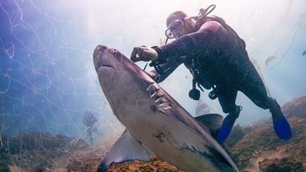 Un plongeur sauve un requin, sans vie, les yeux et le corps coincés dans un filet au Mozambique. (MEDIADRUMWORLD.COM / FRANCESCA T / MAXPPP)