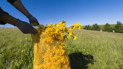 Récolte d'arnica dans le Haut-Rhin, au&nbsp;Markstein. (JEAN-CHRISTOPHE VERHAEGEN / AFP)