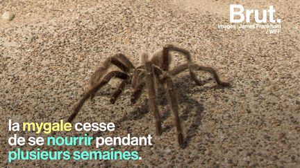 La mue est commune à la plupart des arthropodes : insectes, crustacés mais aussi arachnides.