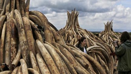 Au total, 16.000 défenses ont été amassées verticalement sur des structures pyramidales en métal dans le parc national de Nairobi. En les brûlant, le Kenya veut donner l'exemple dans la lutte contre le trafic d'ivoire. (Photo AFP/Tony Karumba)