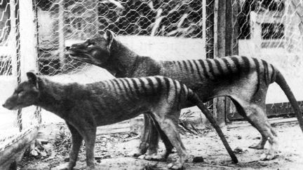 Des tigres de Tasmanie photographiés au zoo de Hobart, sur l'île de Tasmanie (Australie), en 1933. (UNIVERSAL HISTORY ARCHIVE / UNIVERSAL IMAGES GROUP EDITORIAL)