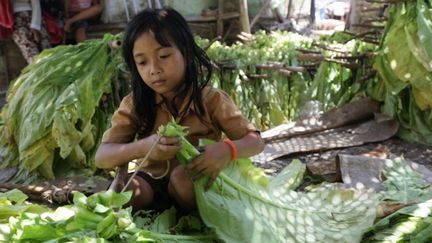 Une fillette noue des feuilles de tabac en Indonésie. (STR / HUMAN RIGHTS WATCH / AFP)