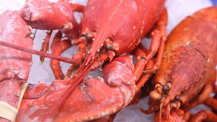 Homards : se valent-ils tous ?