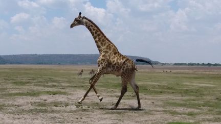 Course d'une girafe dans la savane. (Auteure, Author provided)