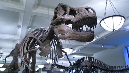 Un squelette de Tyrannosaurus rex au Mus&eacute;e national d'histoire naturelle des Etats-Unis, &agrave; New York. (RUSSEL KORD / PHOTONONSTOP / AFP)