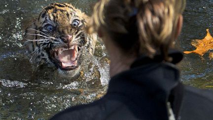 Comment &eacute;nerver un jeune tigre de Sumatra ? En le jetant dans l'eau, comme ici au zoo de Washington (Etats-Unis), le 6 novembre 2013. (MANUEL BALCE CENATA / AP / SIPA)