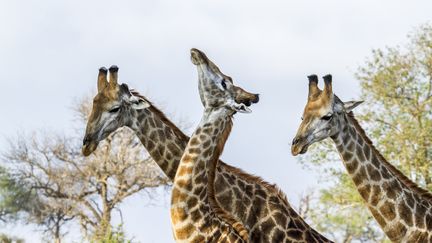 Des girafes dans le parc national Kruger, en Afrique du Sud, le 1er décembre 2016.&nbsp; (PATRICE CORREIA / BIOSPHOTO / AFP)