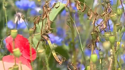 Environnement : où sont passées les fleurs des champs ?