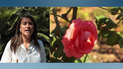 Les Journée du patrimoine battent leur plein en ce vendredi 17 septembre.&nbsp;En duplex du Cap d'Antibes, Audrey&nbsp;Richier, journaliste pour France 2,&nbsp;présente les magnifiques jardins de la villa&nbsp;Eilenroc. (FRANCE 2)