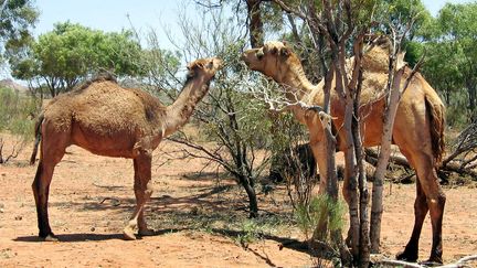 Deux dromadaires sauvages dans le centre de l'Australie (photo prise en novembre 2004). (REUTERS)