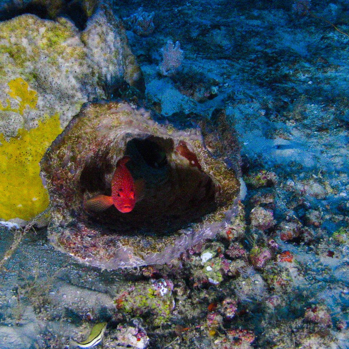 A Peine Decouvert Deja Menace Plongee Dans Le Mysterieux Recif Corallien De L Amazone Unique Au Monde