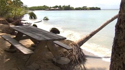 Symbol of erosion on the Salines beach in Sainte-Anne (South Martinique).  (MARTINIQUE THE 1ST)