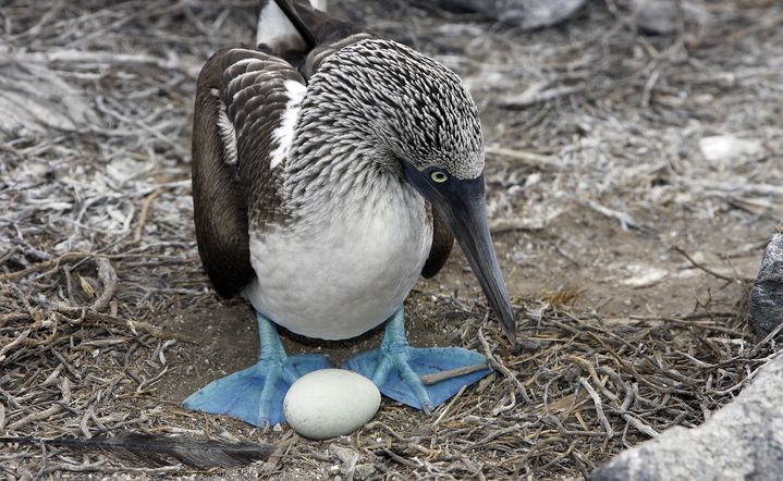 Un fou aux pieds bleus, pris en photo en 2005 sur une des &icirc;les Galapagos. (SYLVAIN CORDIER / BIOSPHOTO / AFP)