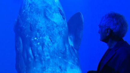 Michel Redolfi devant un cachalot de Nausicaa 
 (France 3 / Culturebox)