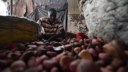 Ils sont souvent plantés au début de la saison des pluies dans les parcelles de caféiers et de cacaoyers qui apportent l’ombre nécessaire à cet arbre. (Sia Kambou / AFP)