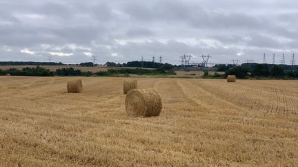 Les chaumes après la moisson dans les champs à Montamisé en Nouvelle-Aquitaine, le 1er juillet 2020. (VINCENT HULIN / RADIO FRANCE)