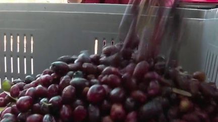 Des olives transformées en huile (France 2)