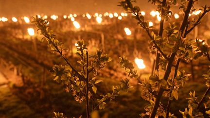 Des bougies allumées dans des vignes à Vernou-sur-Brenne, le 4 avril 2022, pour lutter contre un épisode de gel. (GUILLAUME SOUVANT / AFP)