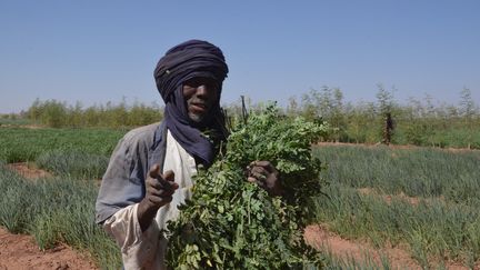 Un touareg nigérien, avec des feuilles de moringa, un arbre résistant à la sécheresse réputé pour ses vertus nutritionnelles et médicinales. Il est cultivé dans cadre du projet agricole Irhazer. Photo prise le 8 novembre 2019 dans la région d'Agadez, au Niger. (BOUREIMA HAMA / AFP)