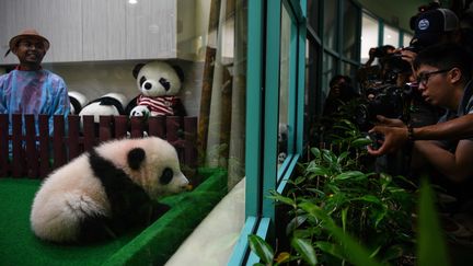 Un panda âgé de 4 mois a été présenté au public au zoo de Kuala Lumpur (Malaisie), le 26 mai 2018. (MANAN VATSYAYANA / AFP)