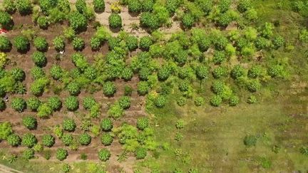 Dans une région du sud de l'Inde, 800 000 paysans cultivent leurs terres sans aucun pesticide. C'est le plus grand projet d'agroécologie au monde.&nbsp;
 (CAPTURE ECRAN FRANCE 2)