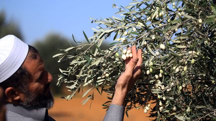 L'un des rares spécimens d'olivier Olea Ieucocarpa, plantés par les colons italiens dans la région de Tarhouna (nord-ouest de la Libye). (MAHMUD TURKIA / AFP)