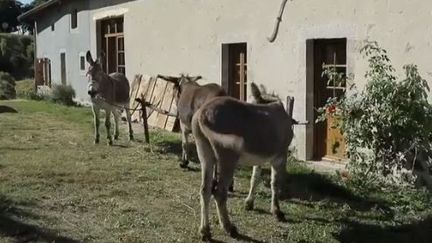 Tout au long de la semaine, le 13H vous emmène sur les sentiers de randonnées les plus fréquentés de France. Mercredi 12 août, rendez-vous dans les Cévennes, au pays de l’écrivain Stevenson. (FRANCE 2)