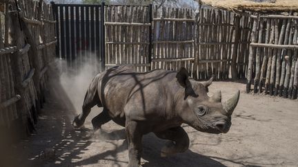 En mai, une initiative commune d'African Parks, des parcs sud-africains (SANParks) et des gouvernements tchadien et sud-africain avait permis la réintroduction de six rhinocéros noirs d'Afrique du Sud dans le parc de Zakouma, situé dans la savane du Sud-Est tchadien. Cette réintroduction devait constituer l'amorce d'un nouveau foyer de rhinocéros noirs, le dernier spécimen de cette espèce ayant été observé dans la zone en 1972. Chaque année, des milliers de rhinocéros sont abattus en Afrique pour leurs cornes, très prisées des adeptes de la médecine traditionnelle en Chine ou au Vietnam. Il reste 5.000 spécimens de rhinocéros noirs sur le continent africain, dont près de 1.900 en Afrique du Sud. Avant le Tchad, des rhinocéros noirs ont déjà été introduits au Botswana, en Tanzanie, en Zambie, au Malawi ou au Rwanda. (STEFAN HEUNIS / AFP)