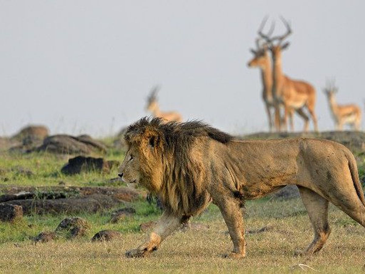 Des levages de lions destin s la chasse en Afrique du Sud