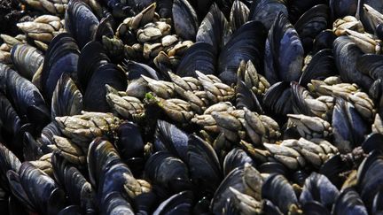 Des moules sur les falaises d'Eiriceira, au Portugal, le 20 juin 2012.&nbsp; (JOSE MANUEL RIBEIRO / REUTERS)