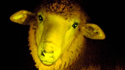 Un mouton transg&eacute;nique phosphorescent, le 23 avril 2013, dans un laboratoire de la fondation IRAUy &agrave; Montevideo (Uruguay).&nbsp; (JAVIER CALVELO / IRAUY / AFP)