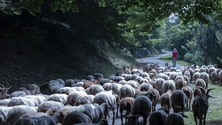 A sheep farm walks in the valley, in the Pyrénées-Orientales, on July 19, 2024. (ALEXANDRE BRE / HANS LUCAS / AFP)