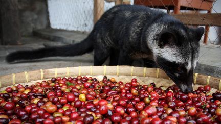  (Une civette mange des fruits du caféier en Indonésie © Ulet Ifansasti - GettyImages)