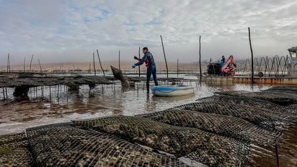 Les huîtres du bassin d'Arcachon ont été interdites à la vente pendant 28 jours, entre le 27 décembre 2023 et le 18 janvier 2024. (GUILLAUME BONNAUD / MAXPPP)