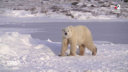 VIDEO. Canada : "La population d'ours polaires a diminué de 24% en trente ans dans la baie d'Hudson"