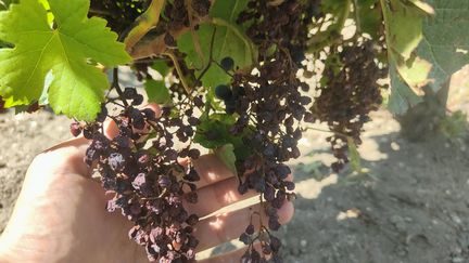 Levels "never seen" : in July 2023, the Chamber of Agriculture estimated that 90% of vineyard plots in Gironde were affected by mildew.  (THOMAS COIGNAC / RADIO FRANCE)