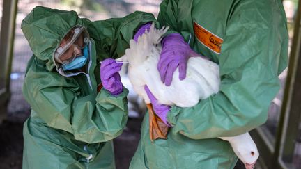 Un premier cas humain de grippe aviaire identifié au Canada