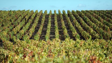 Une vigne dans le Beaujolais sur la commune de Le Breuil (Rhône). (MAXPPP)