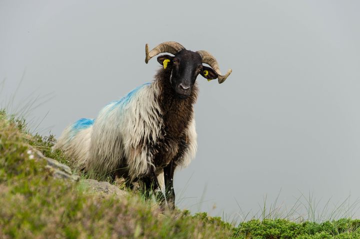 Les brebis d'Élise Thébault sont des Manech tête noire, une race locale des Pyrénées. (THOMAS BAÏETTO / FRANCEINFO)