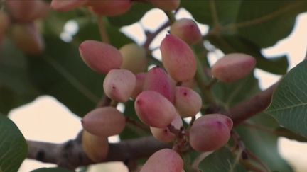 Agriculture : l'Espagne devient le premier cultivateur de pistaches en Europe