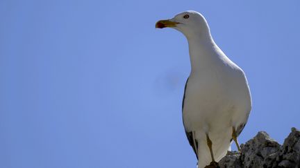 Un goéland recensé sur l'île de Riou au large de Marseille (Bouches-du-Rhône), le 21 avril 2010. (MAXPPP)