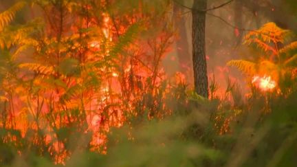 Incendies en Gironde : la piste criminelle privilégiée pour le feu de Landiras