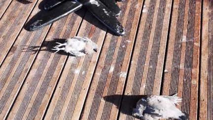 Des photos d'oiseaux morts ont circulé sur les réseaux sociaux après l'incendie de l'usine classée Seveso à Rouen jeudi 26 septembre.&nbsp; (FRANCEINFO)